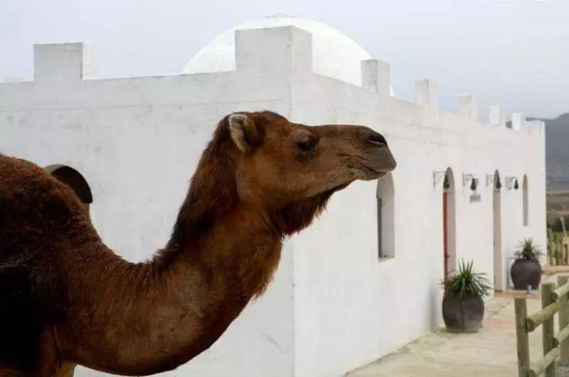 Hotelli Cueva Tardienta Monegros Adults Only