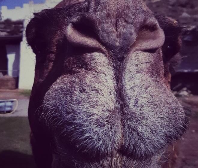 Отель Cueva Tardienta Monegros Adults Only