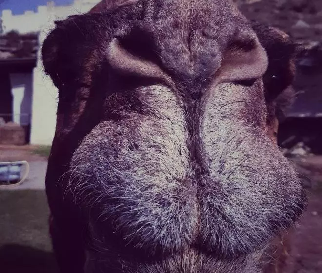 Hotelli Cueva Tardienta Monegros Adults Only