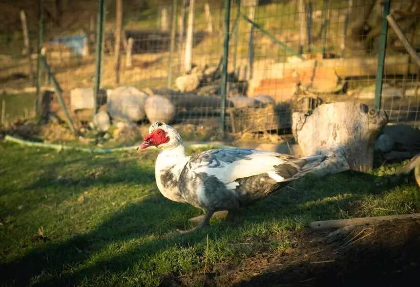 ホテル Agriturismo Terra E Cielo