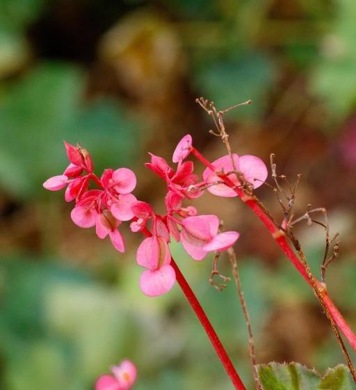 Отель Sherbaug A Theme Park And Resort