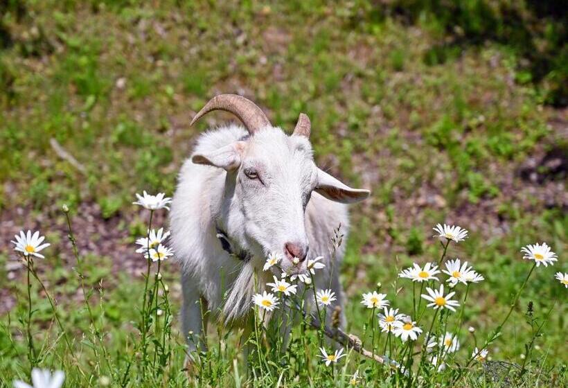 בית מלון כפרי Uneri
