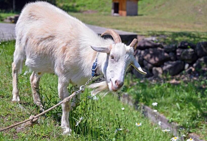 בית מלון כפרי Uneri