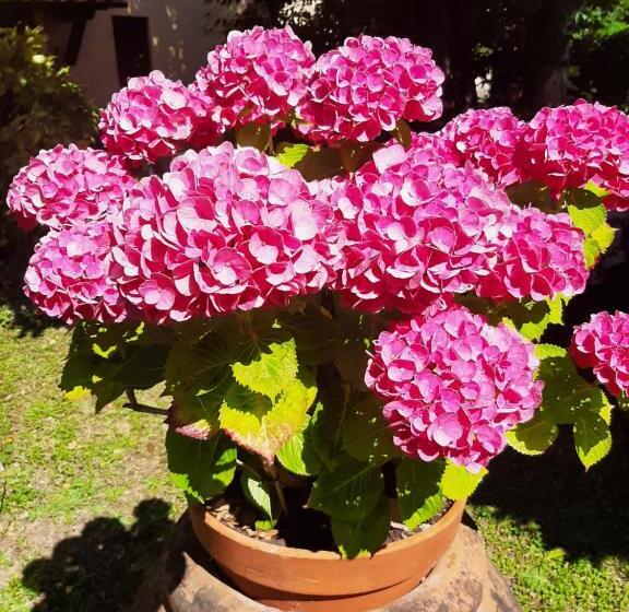 تختخواب و صبحانه Antica Fattoria La Verdina