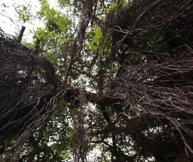 בית מלון כפרי Dream Villa Tadini