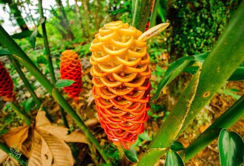 Pension Hostal Pakay