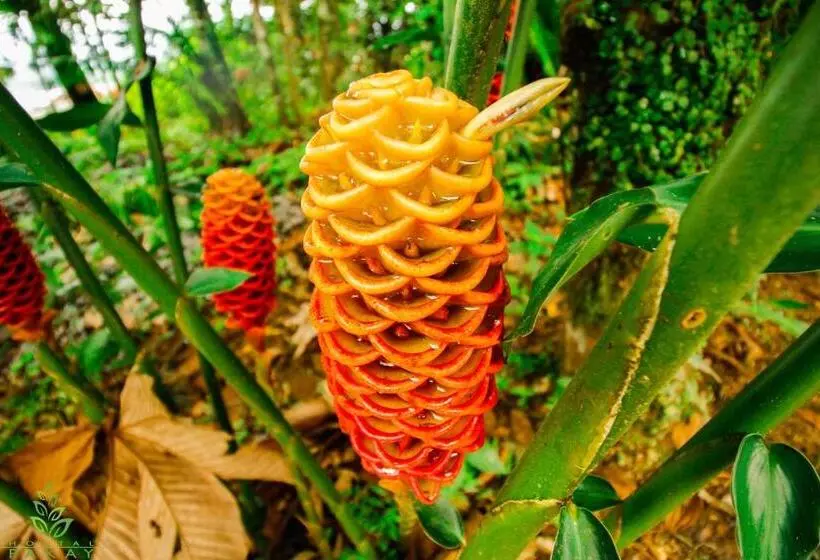 Majatalo Hostal Pakay