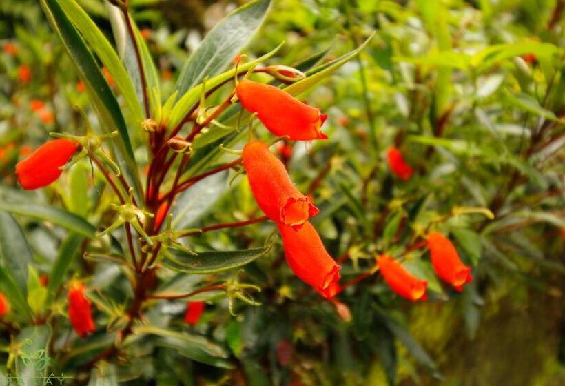 Pension Hostal Pakay