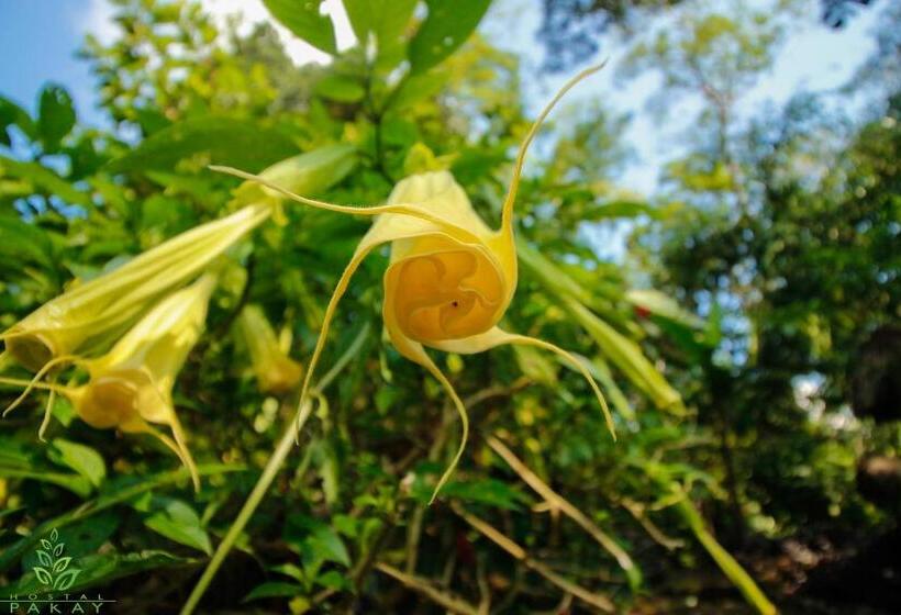 Pension Hostal Pakay