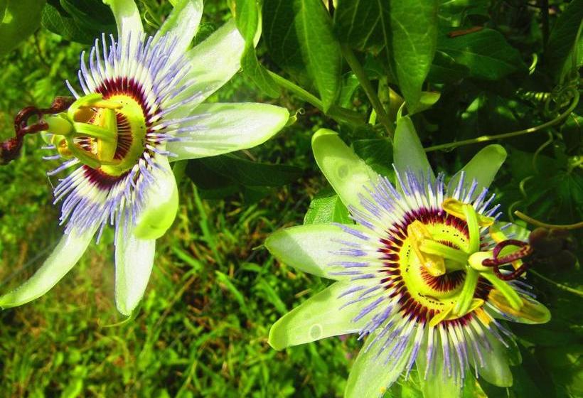 הוסטל Arandu Ecolodge