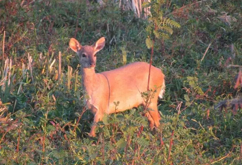 ユースホステル Arandu Ecolodge