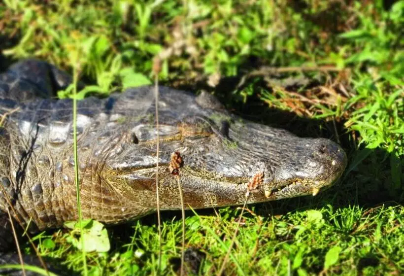 ユースホステル Arandu Ecolodge