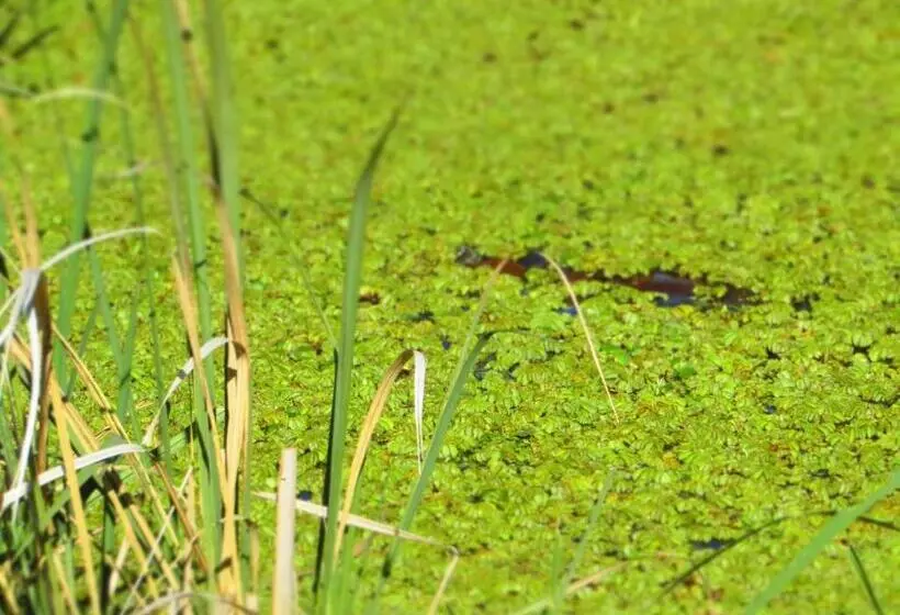 ユースホステル Arandu Ecolodge