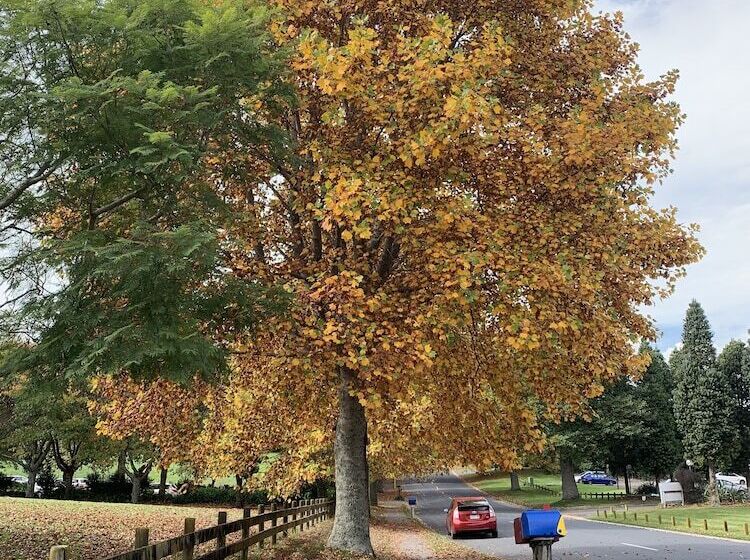 Arohanui Rural Retreat B&b