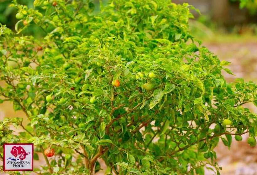 ホテル Athkandura