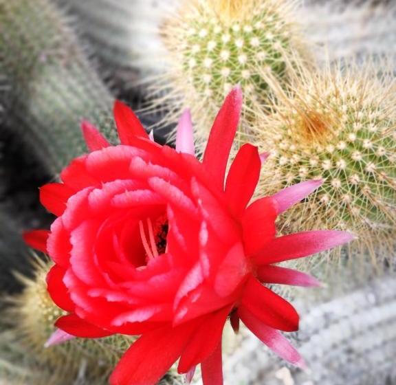 پانسیون All African Colours Guesthouse Swakopmund