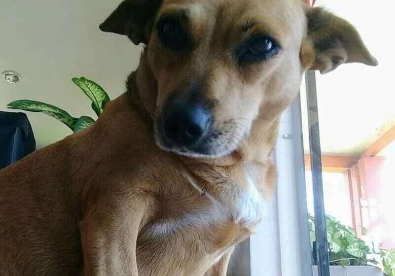 בית מלון כפרי Da Cuia