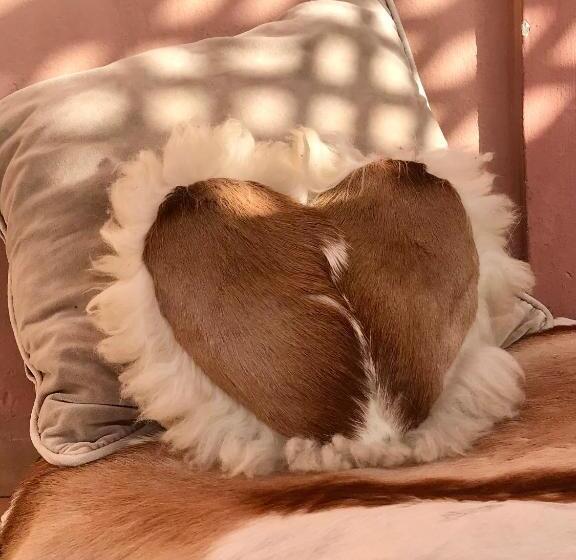 تختخواب و صبحانه The Bohemian Jungle