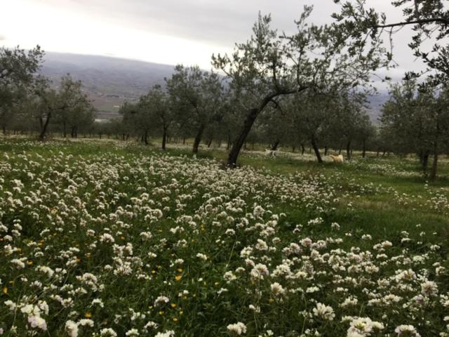 בית מלון כפרי Setterhouseagri