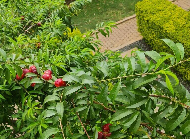 هتل Ikopa Hôtel Madagascar