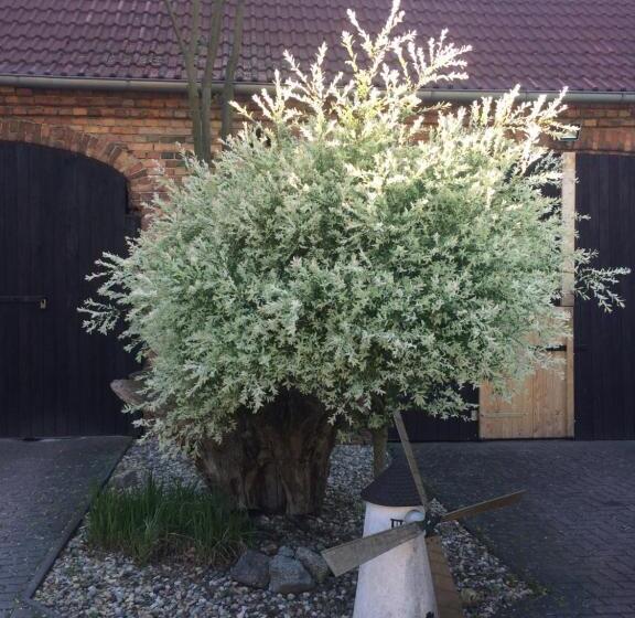 Pension Zum Alten Gasthaus Hänsel