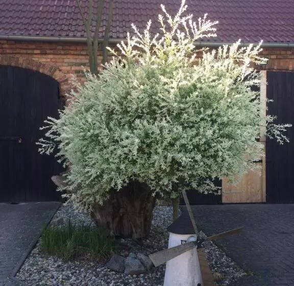 Pension Zum Alten Gasthaus Hänsel