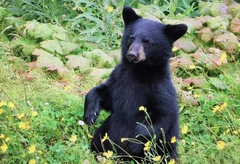 Majatalo Bear Valley Guesthouse