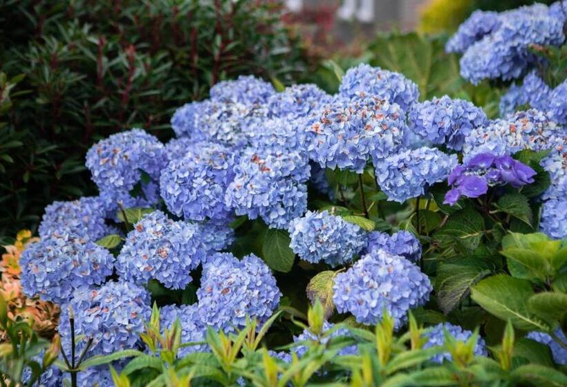 פנסיון Drumfearne Guesthouse & Tearoom