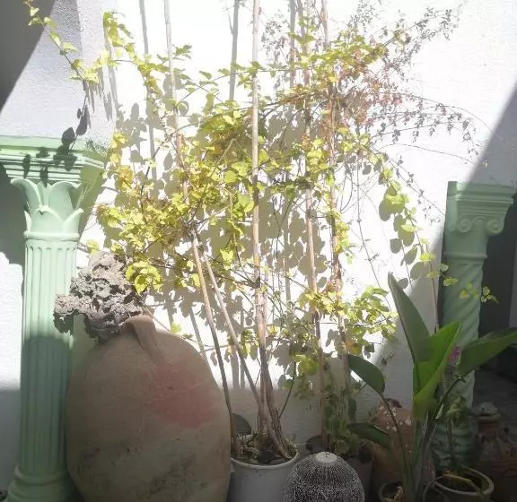 Majatalo L'hirondelle De Kelibia : Chez Amou