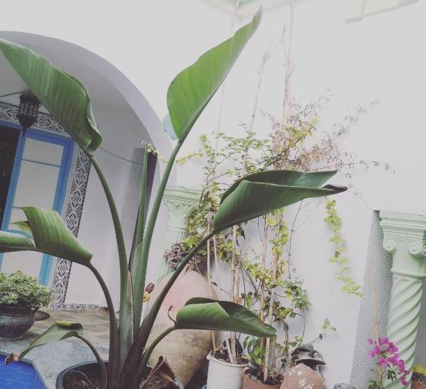 ペンション L'hirondelle De Kelibia : Chez Amou