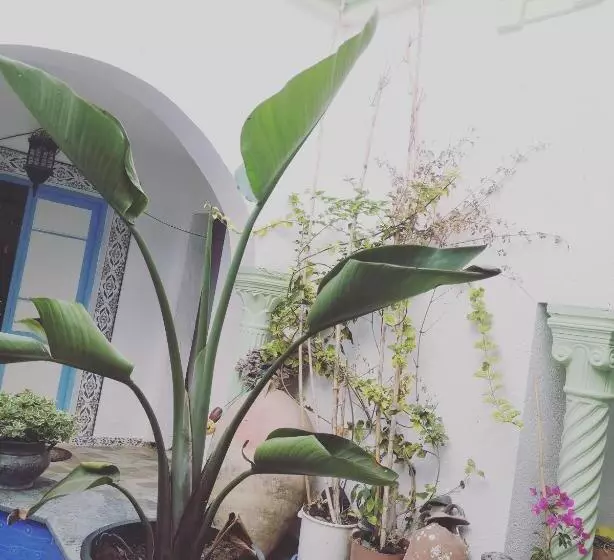 Majatalo L'hirondelle De Kelibia : Chez Amou