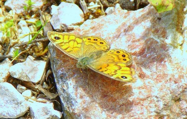 פנסיון Villa Delle Rose   Hotel Paradiso