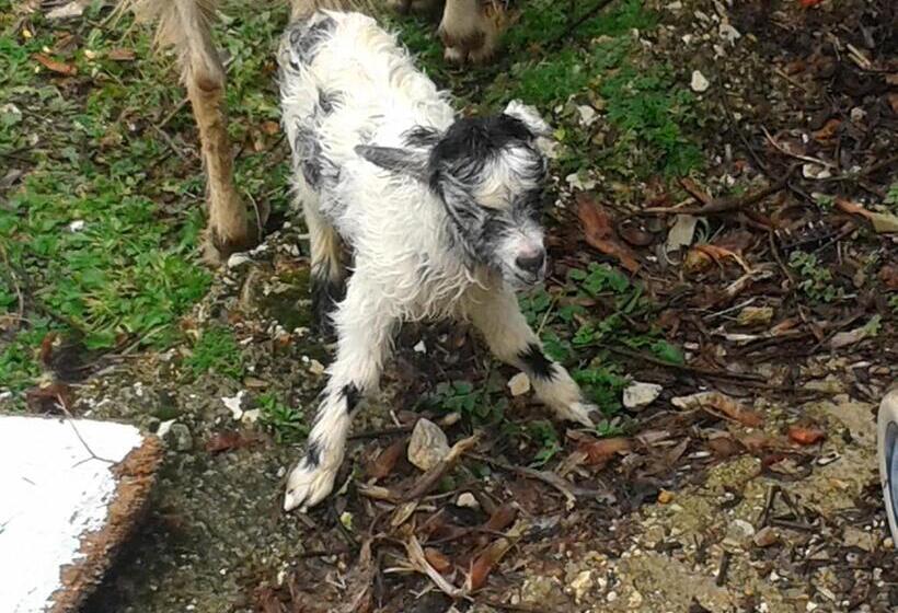 پانسیون Agrotourism Himara