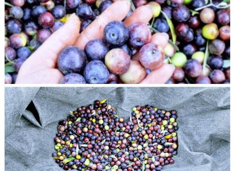 پانسیون Agrotourism Himara