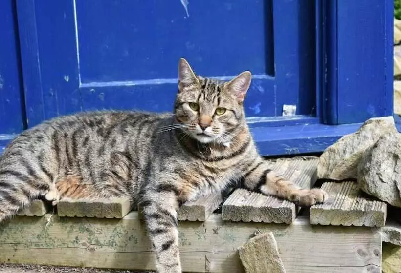 Aamiaismajoitus (B&B) Low Mill Guesthouse