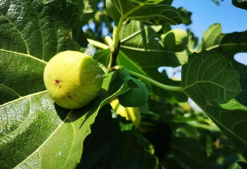 Pension Pansion Ruzic