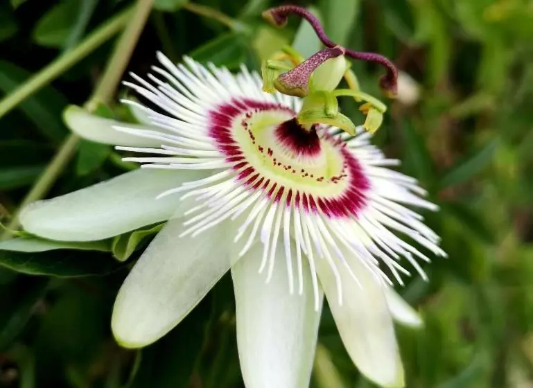 Pension Pansion Ruzic