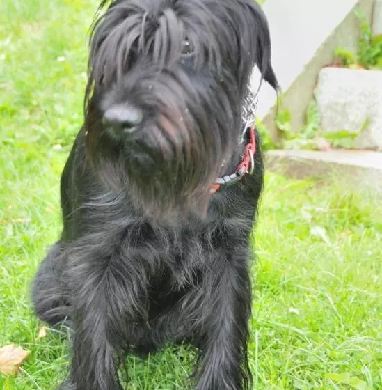 Majatalo Jagdschloss Fahrenbühl Hotel Garni