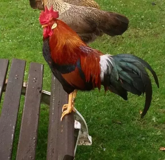 Majatalo Jagdschloss Fahrenbühl Hotel Garni