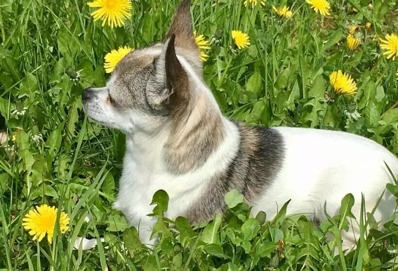Majatalo Jagdschloss Fahrenbühl Hotel Garni
