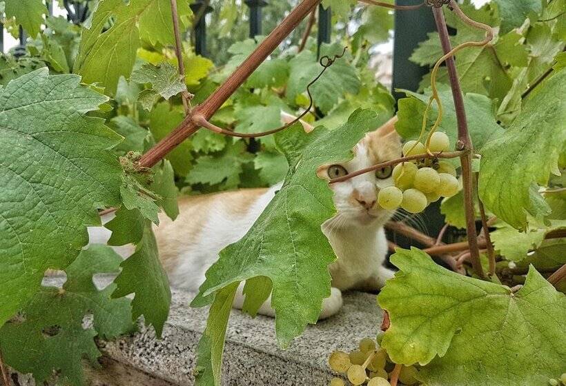 פנסיון Hospedería Los Cahorros