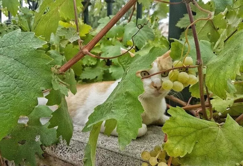 Majatalo Hospedería Los Cahorros