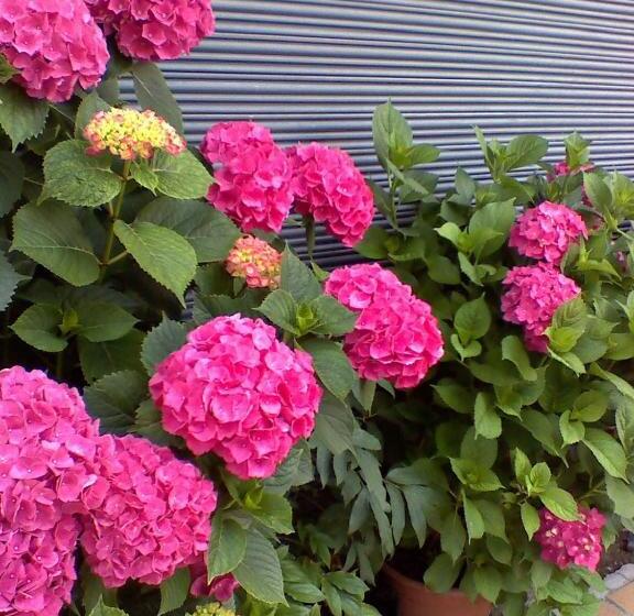 پانسیون Hostal Can Josep