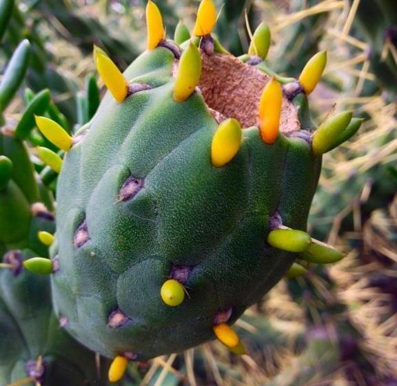 پانسیون Lagarto Hostel Tenerife