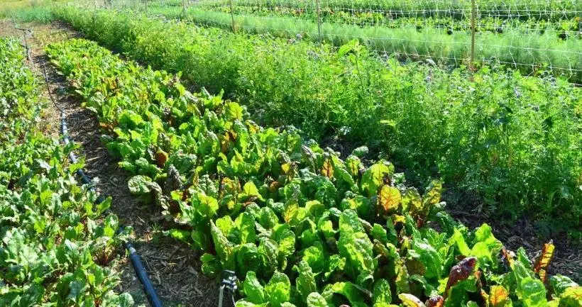 Hotelli Agriturismo Biologico Autosufficienza