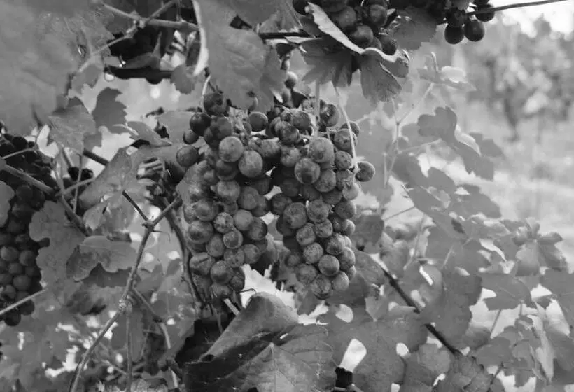 ホテル Azienda Agricola Garoglio Davide