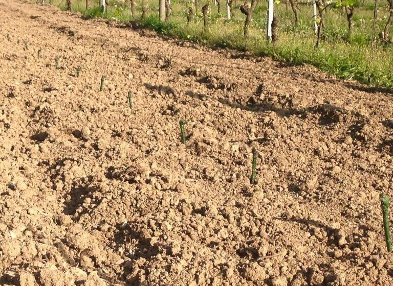 Отель Azienda Agricola Garoglio Davide