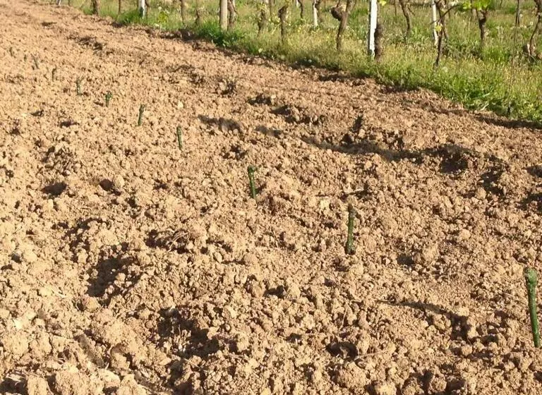 ホテル Azienda Agricola Garoglio Davide