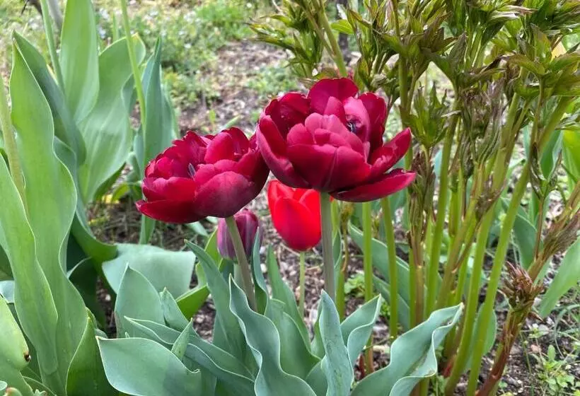 Majatalo Garni San Paolo