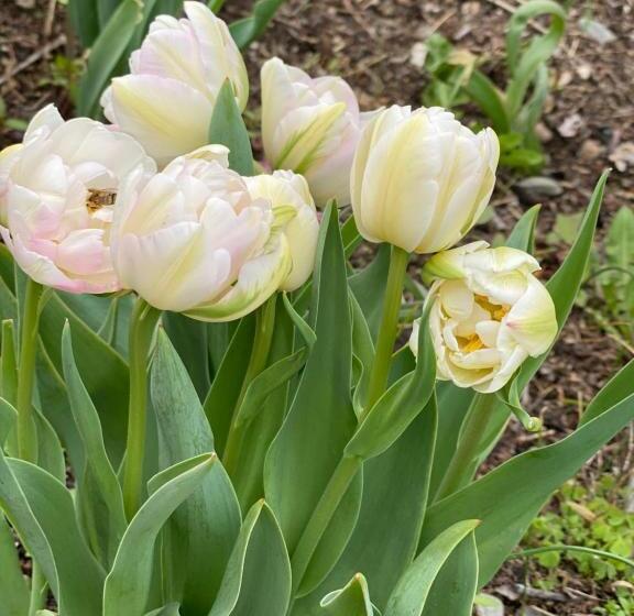 Пансион Garni San Paolo